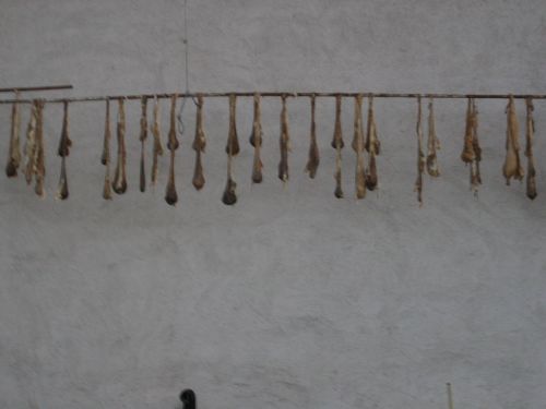 scuola di formaggio-24.JPG